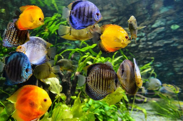 Comment créer un écosystème aquatique dans un aquarium ?